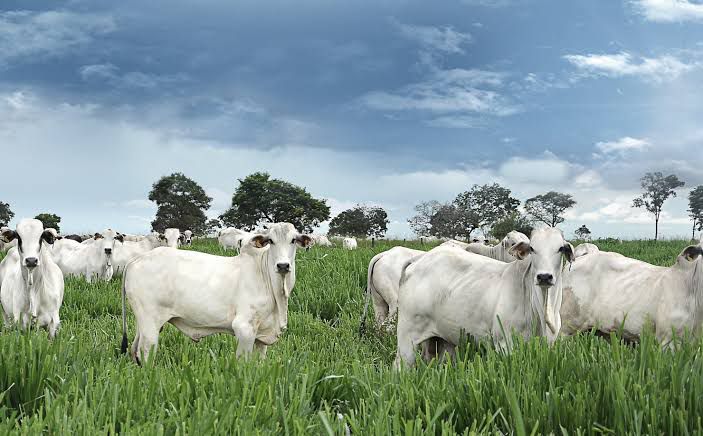 Vaqueiro é preso após furtar e vender gados de fazenda no interior do Pará