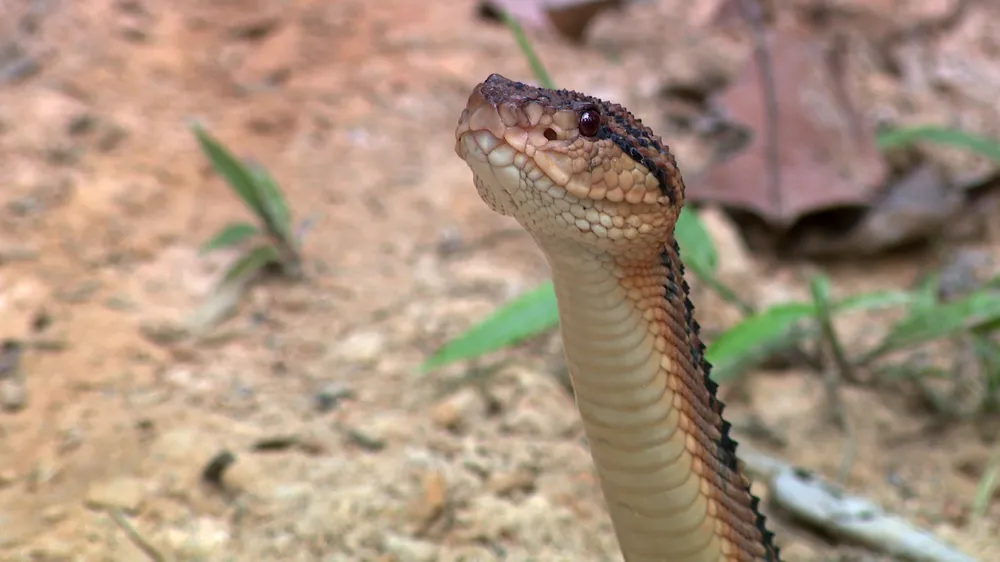 Cidade no interior do Pará registra mais picadas de cobra que a média nacional