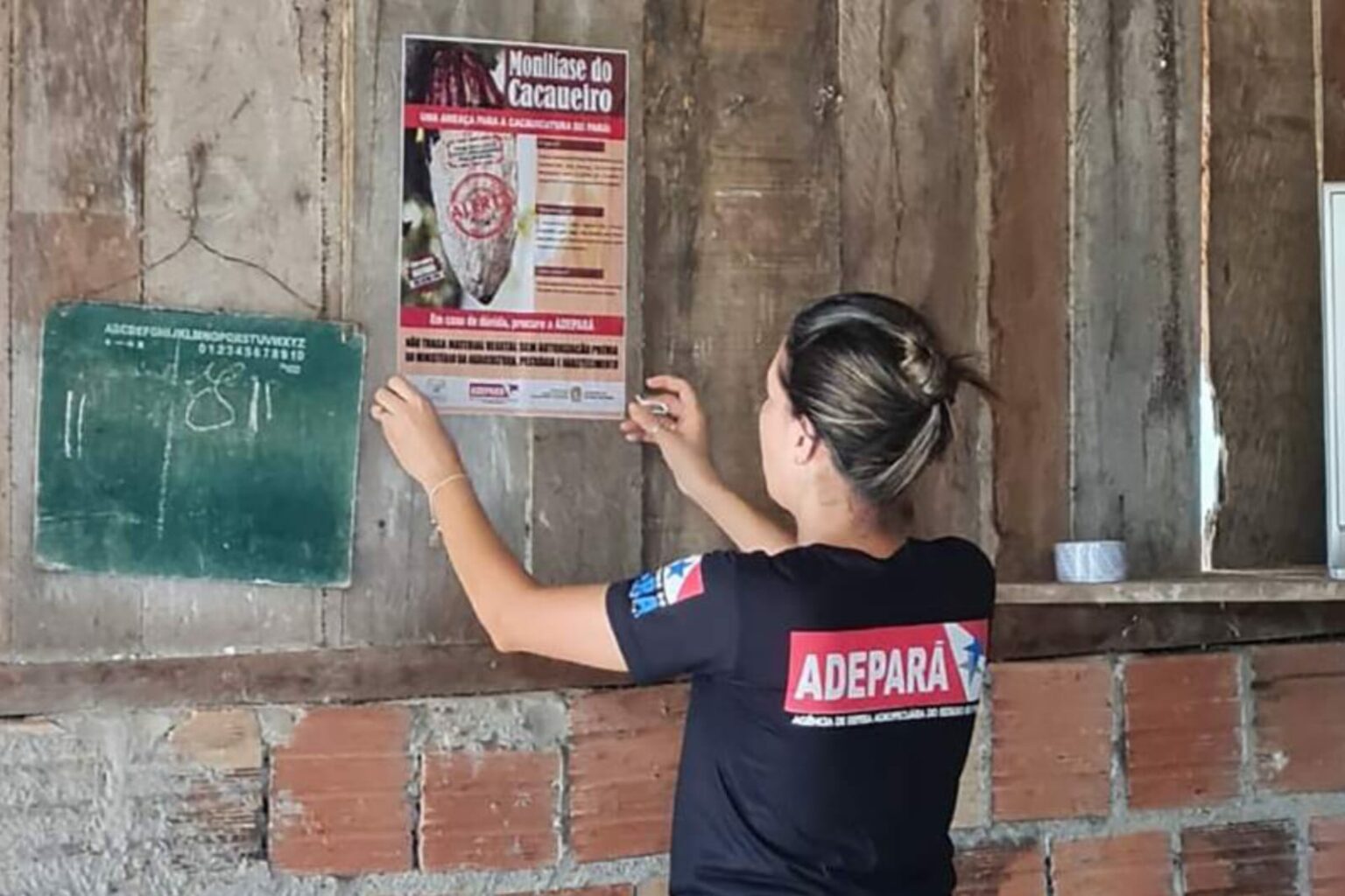 Adepará intensifica ações de combate à monilíase nas principais regiões produtoras de cacau