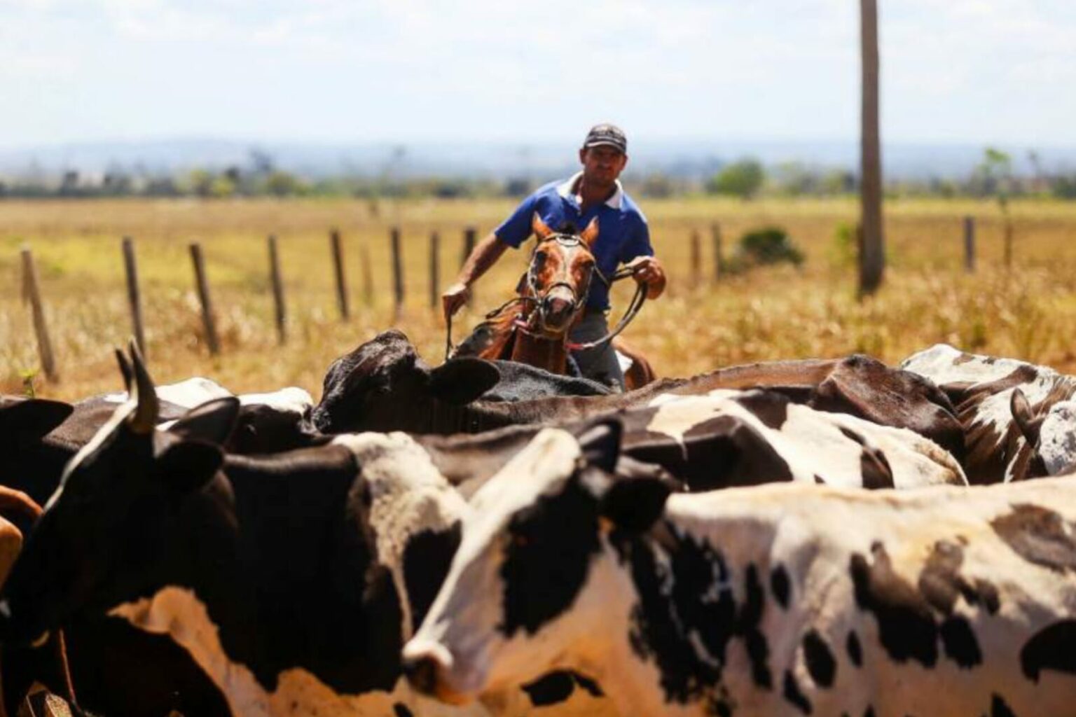 Pará lidera a geração de empregos formais no setor da agropecuária na região Norte