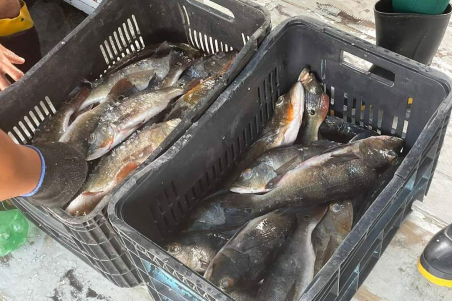 Adepará apreende 17 toneladas de pescado impróprio no oeste do Pará