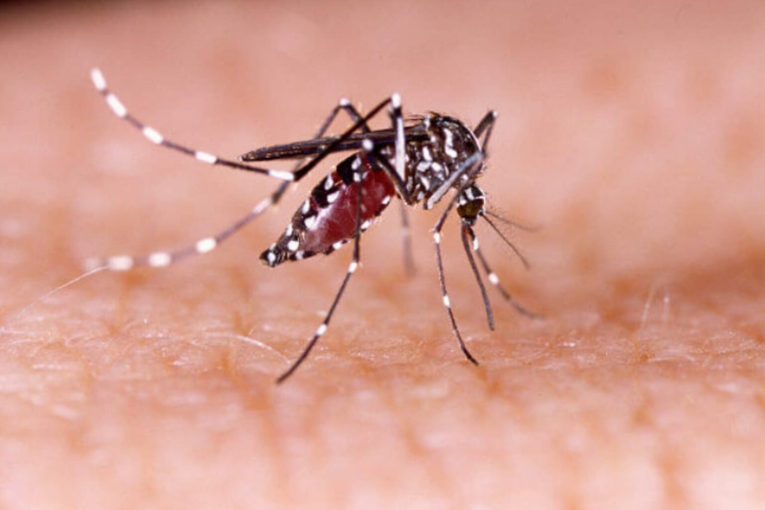 Sespa orienta sobre prevenção da dengue no verão