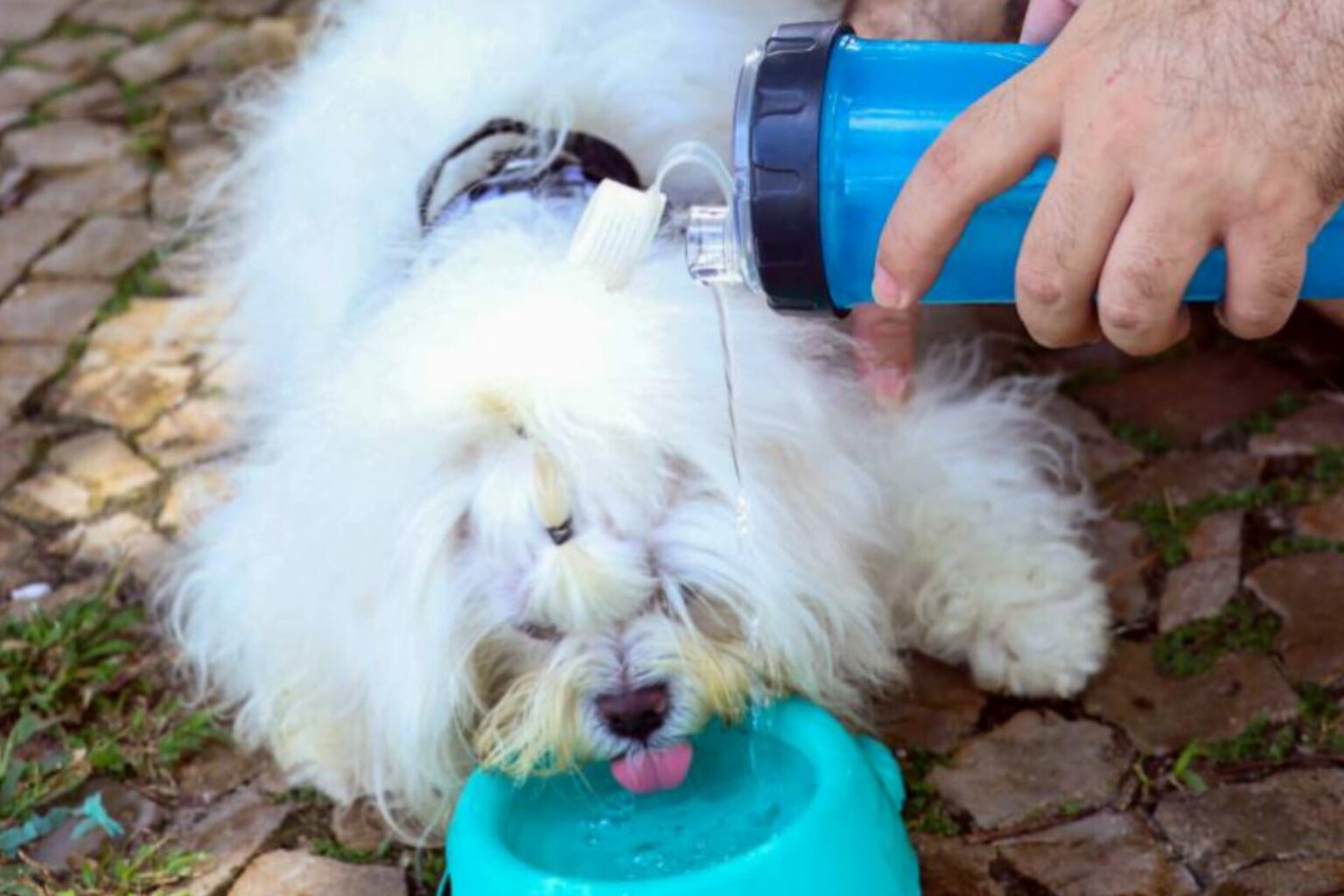 Cuidados com animais durante o verão também devem ser prioridade
