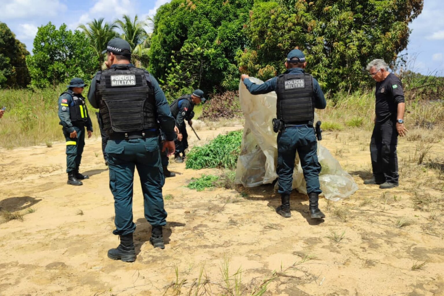 PM apreende quase 20 mil pés de maconha no nordeste do Pará