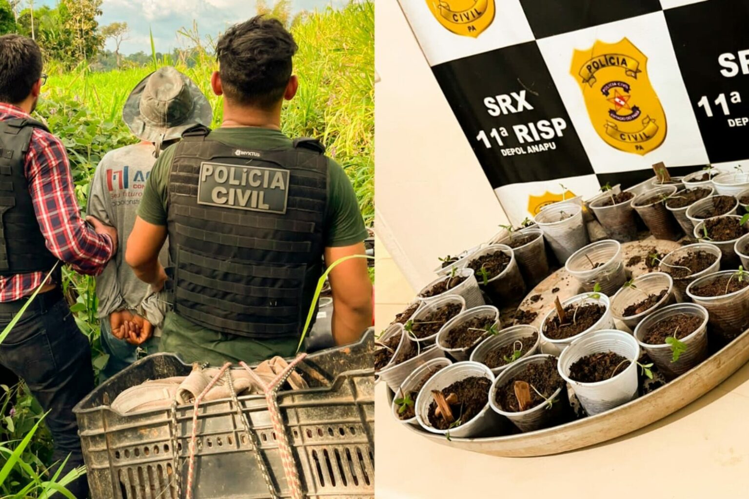 Homem é preso com mais de 50 mudas de maconha em Anapu