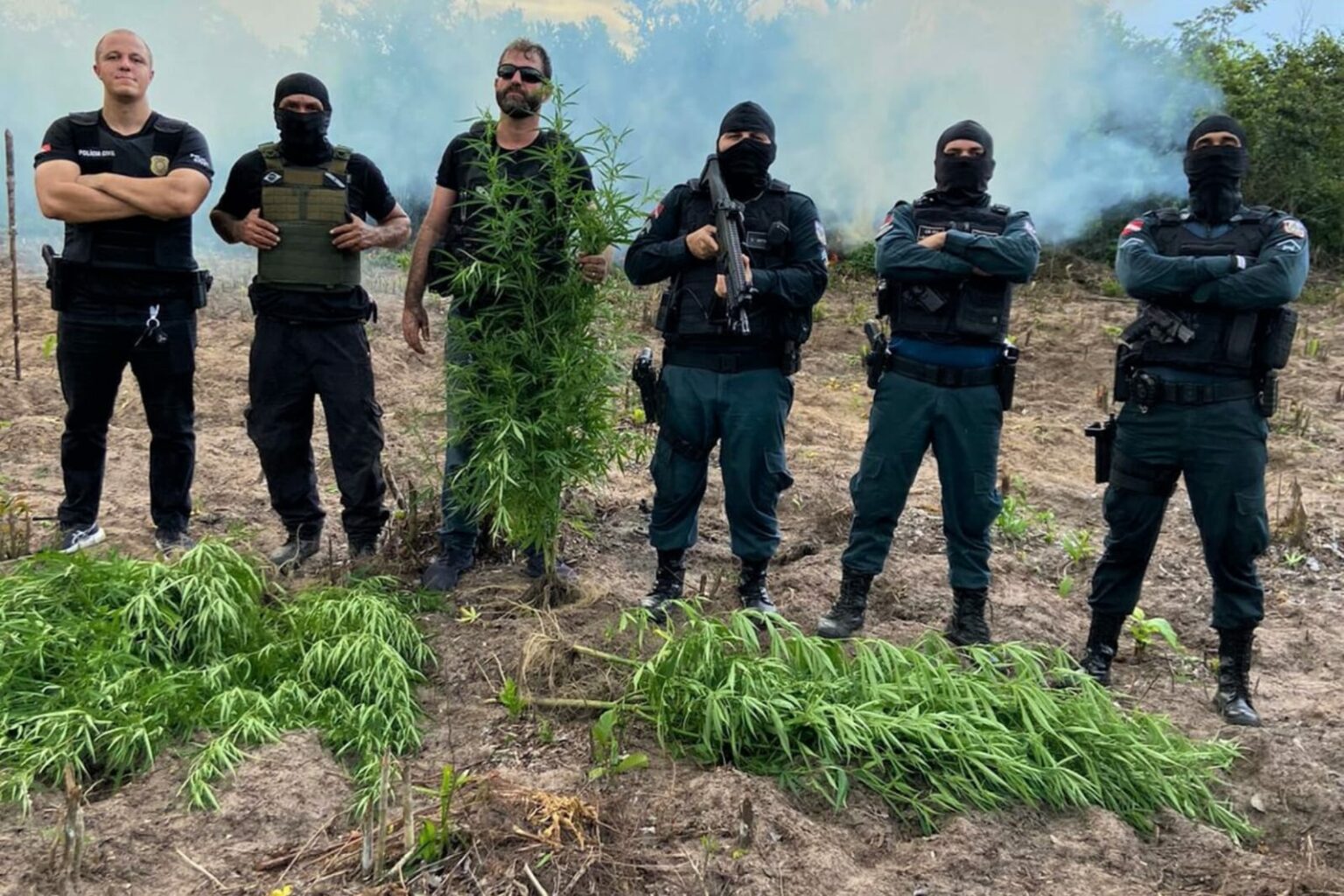 PM apreende mais de três mil pés de maconha no Pará