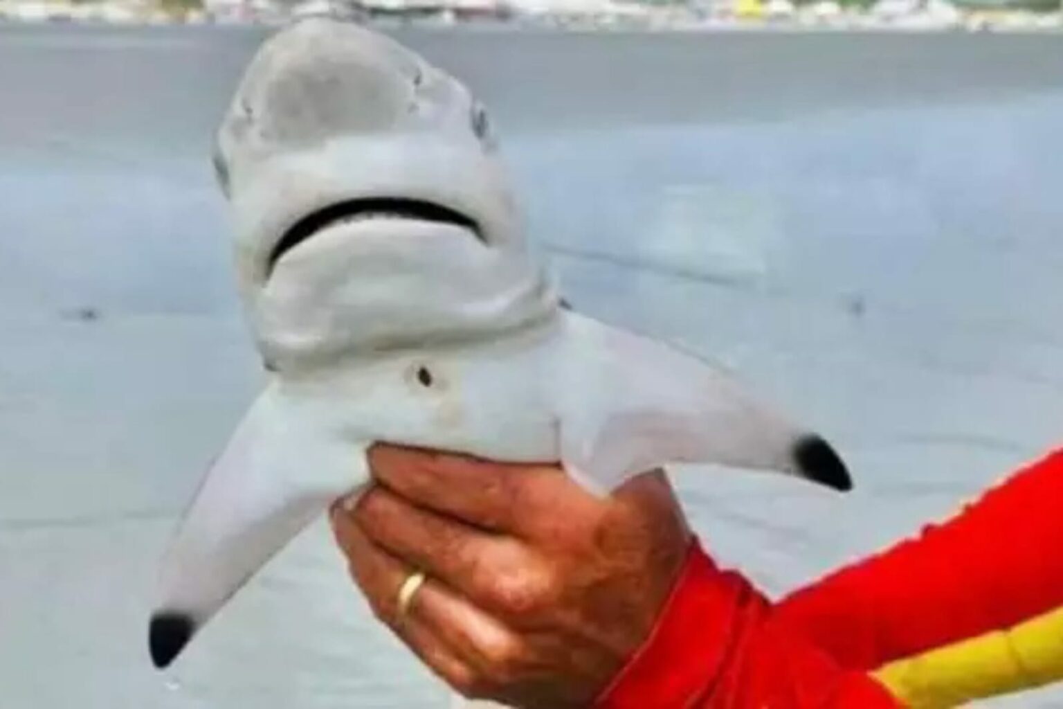 Filhote de tubarão é encontrado em praia no Pará