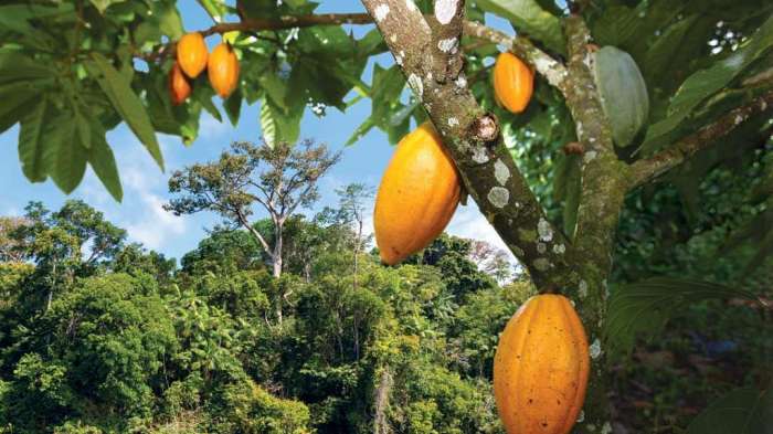 Pará é exemplo de produção sustentável de cacau