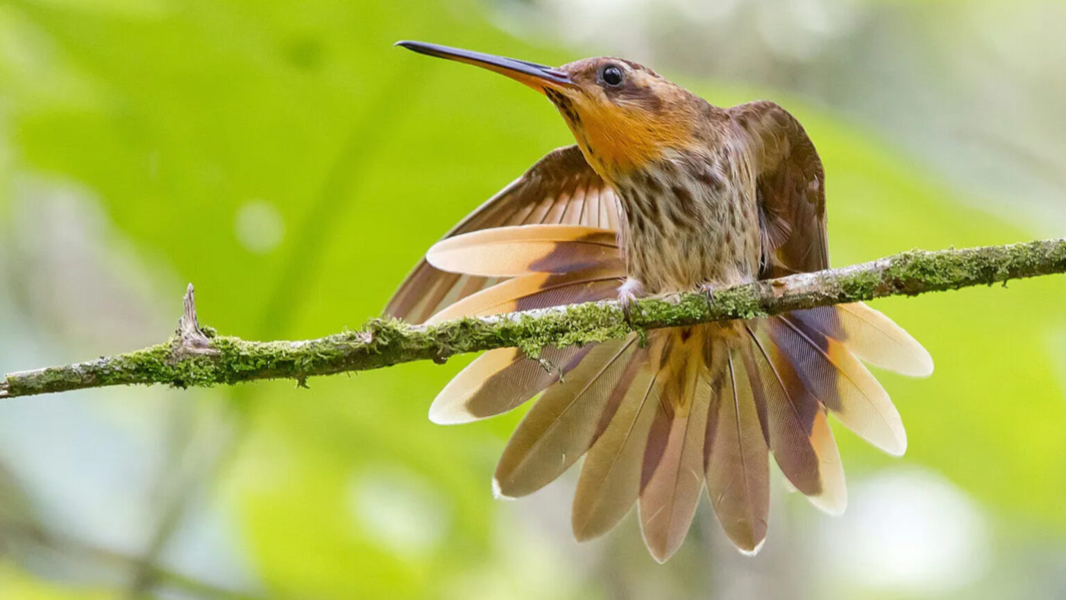 Vale abre inscrição para a 6ª edição do Birding Photo Challenge em três Estados