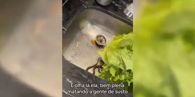Jovens encontram cobra em alface durante preparação do almoço