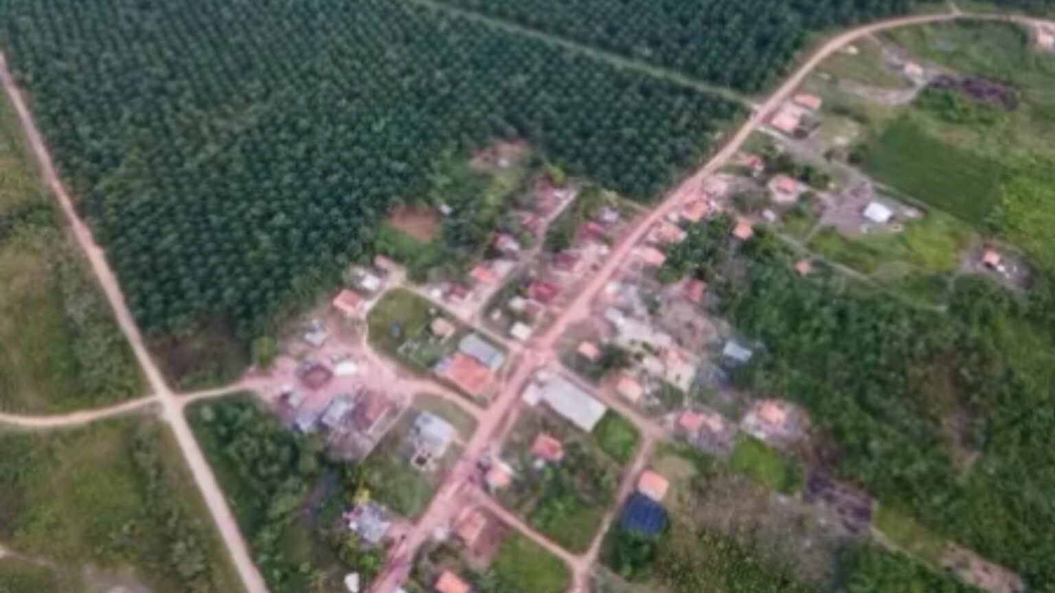 Entenda o avanço da ‘guerra do dendê’ no Pará