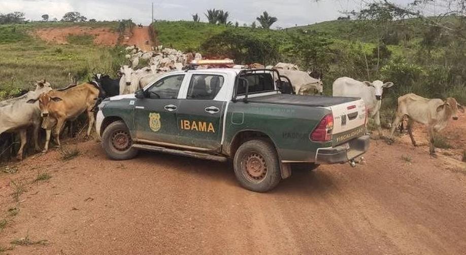 Justiça impede operação do Ibama contra gado ilegal no Pará