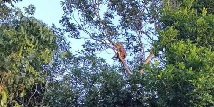Vídeo: onça é vista descansando em árvore no oeste do Pará