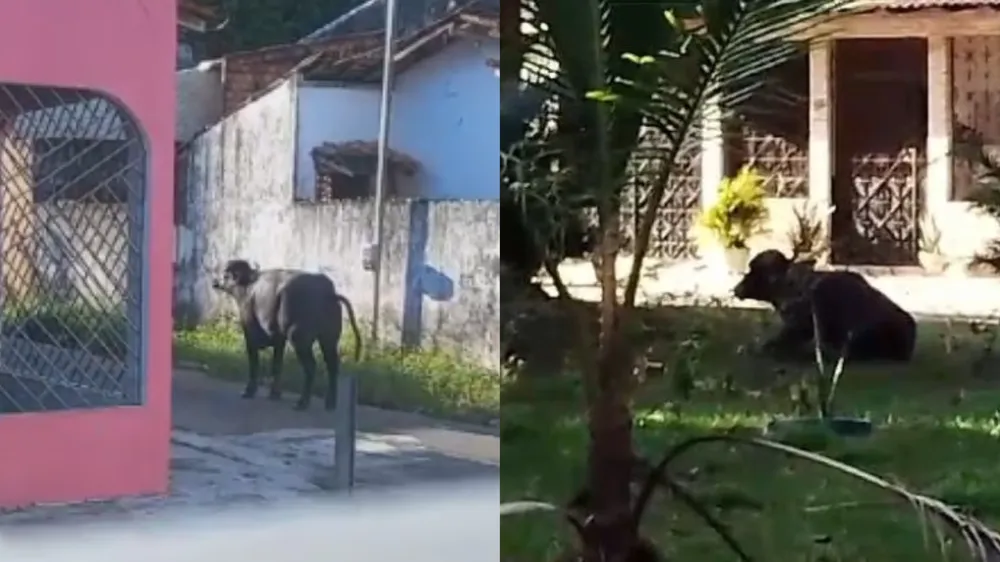 Búfalo é flagrado ‘passeando’ por ruas da capital do Pará