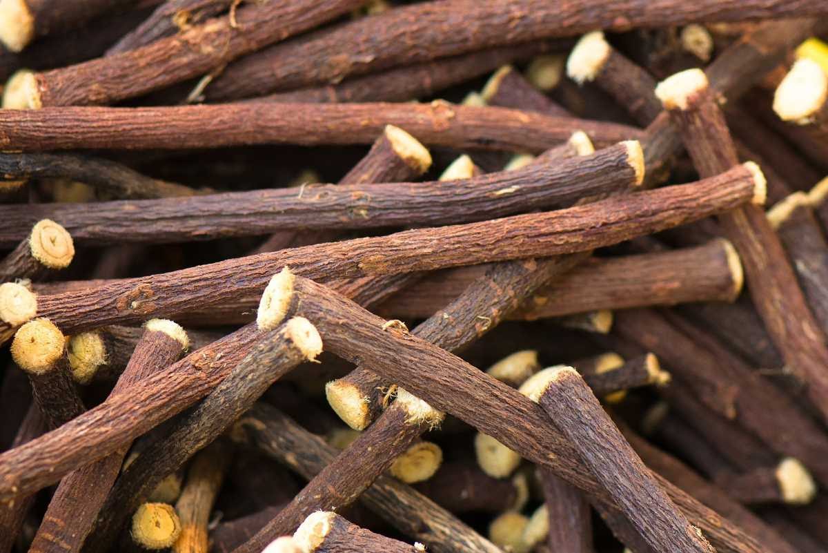 Conheça a planta que pode ajudar no tratamento do câncer de pâncreas