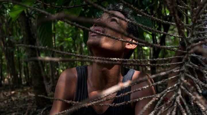 Operação flagra trabalho infantil na colheita do açaí em cidades do Pará