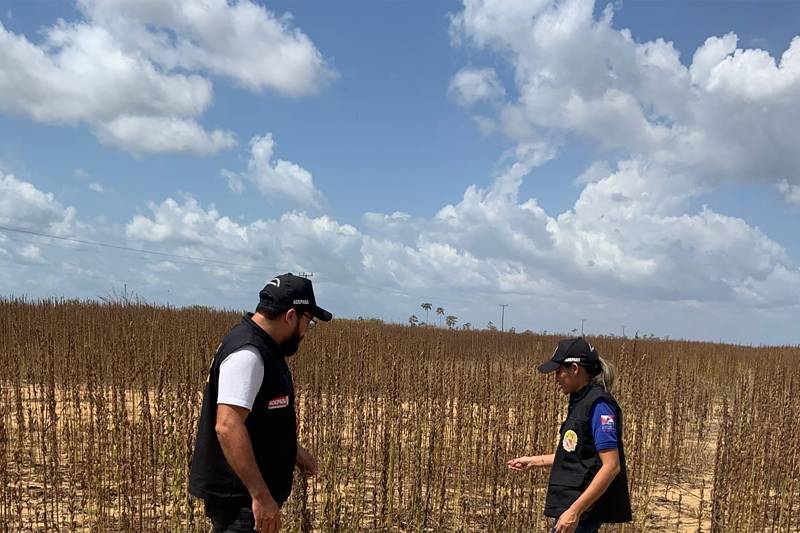 Pará tem 37 cidades proibidas de plantar soja nos próximos 90 dias