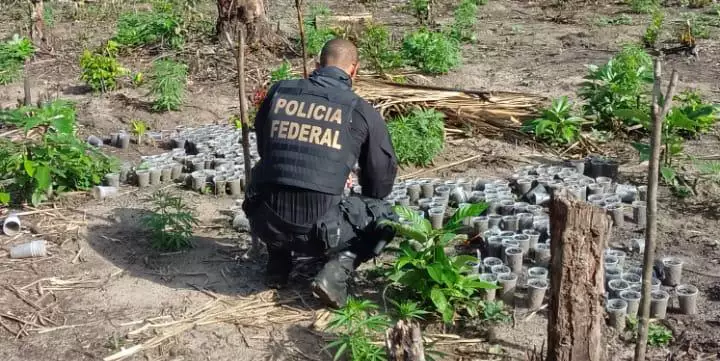 PF inutiliza mais de 2 mil pés de maconha no Pará