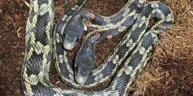 Cobra de duas cabeças volta a ser exibida em zoológico