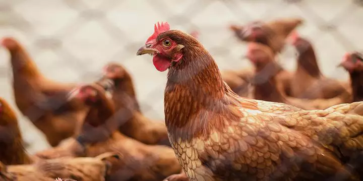 Rio de Janeiro declara estado de emergência zoossanitária devido à gripe aviária