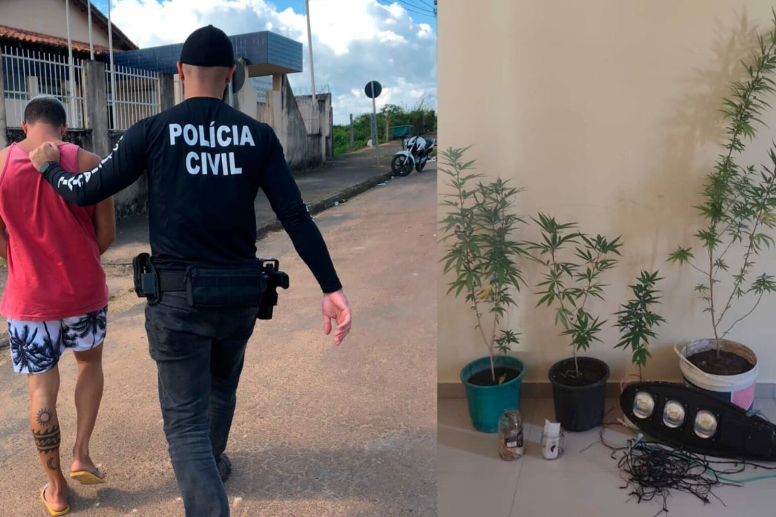 PC encontra plantação de maconha e prende suspeito em Vitória do Xingu