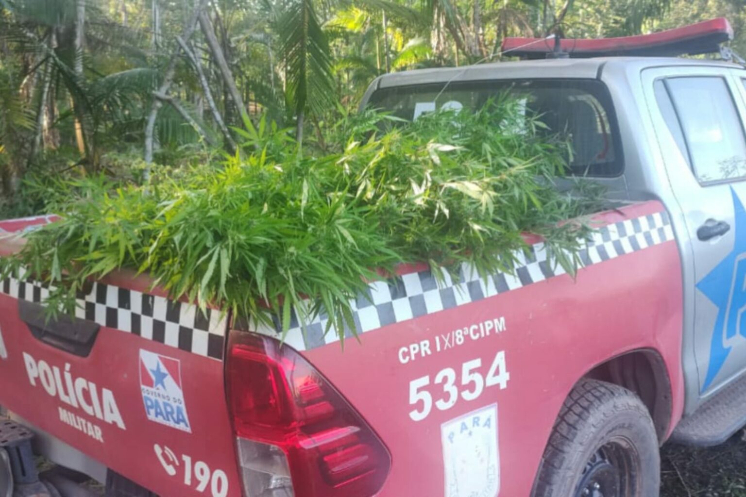 PM desarticula plantação de maconha em Moju