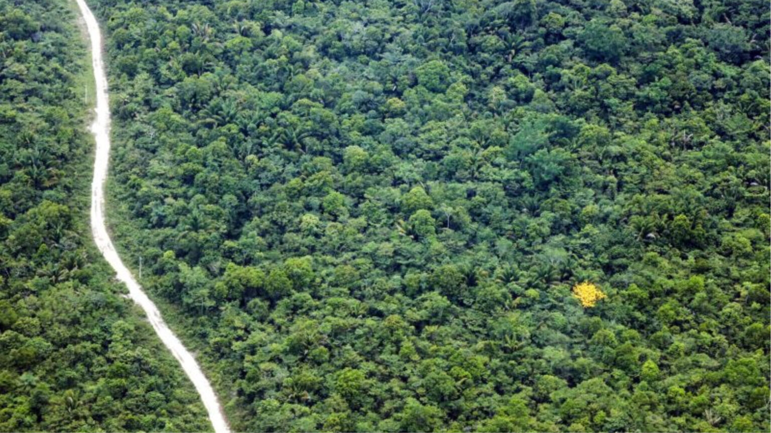 Plano de recuperação florestal no Pará é apresentado pelo governo