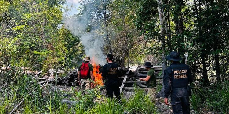 PF, Funai e Ibama desmontam exploração ilegal de madeira no Pará