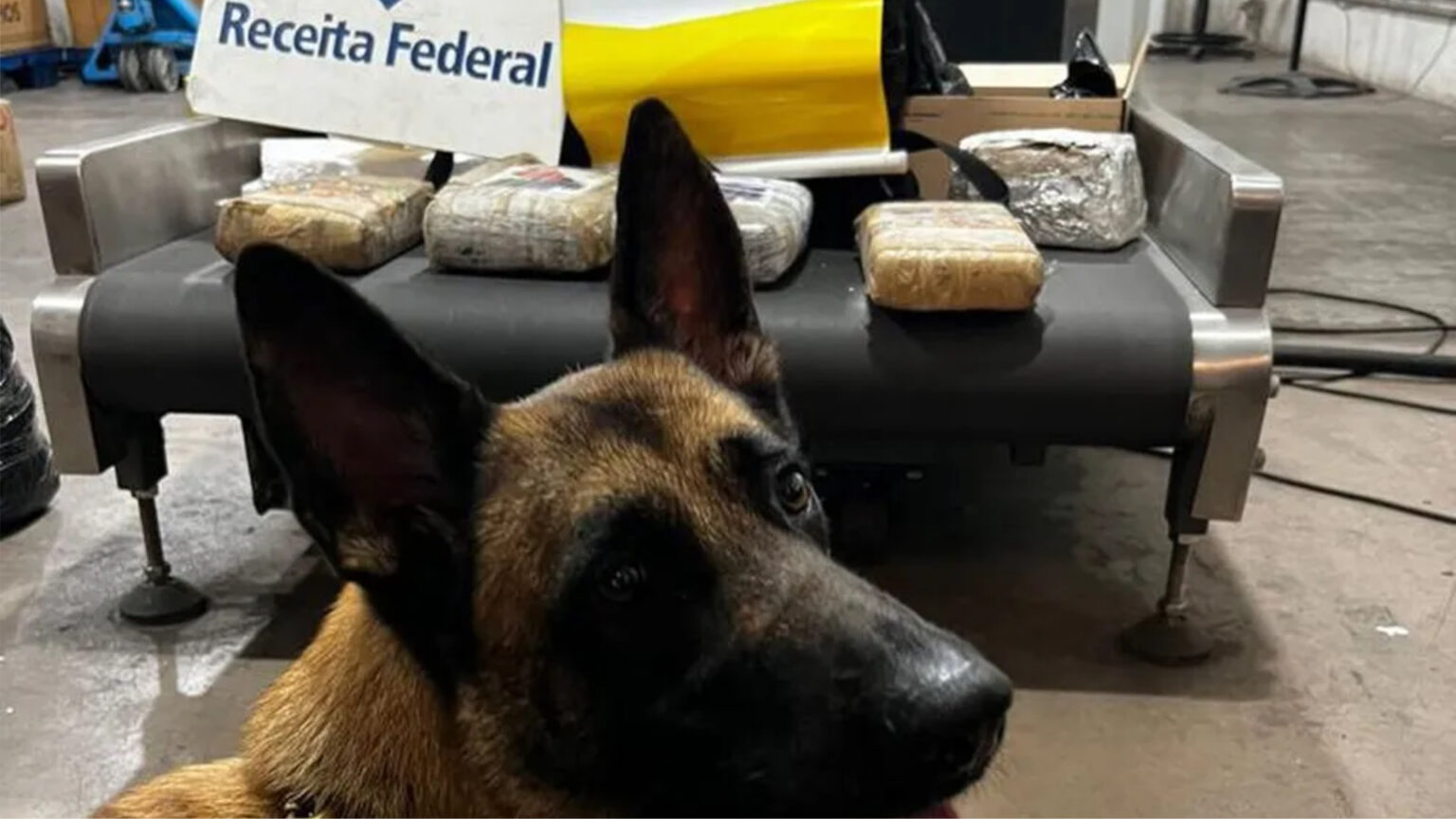 Cão farejador encontra encomendas de maconha em centro dos Correios no Pará