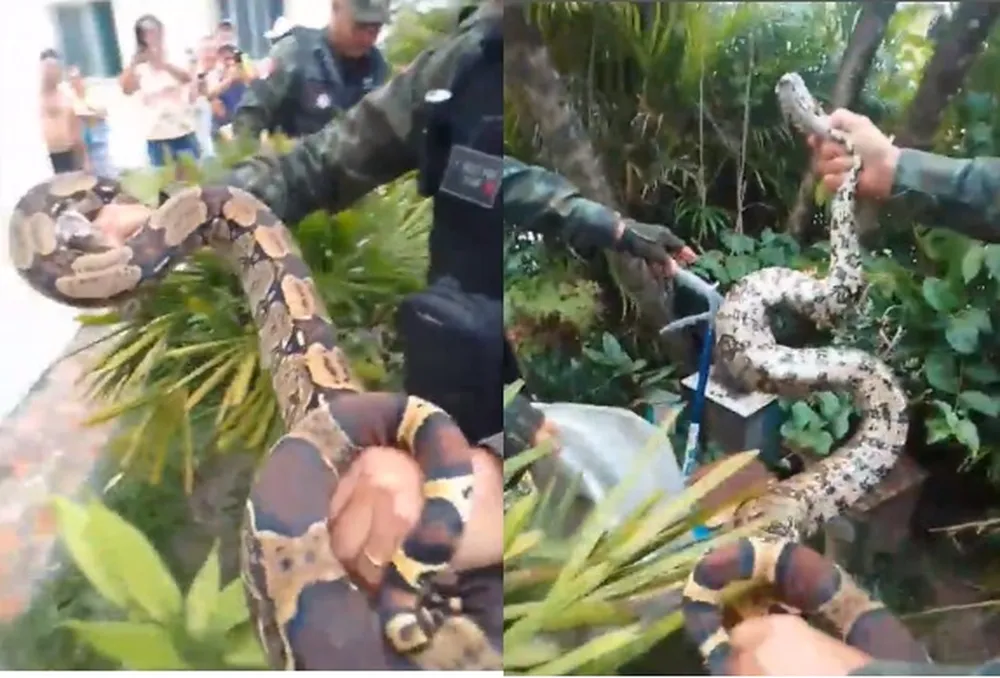 Jibóia de mais de 2 metros é capturada dentro de residencial no Pará