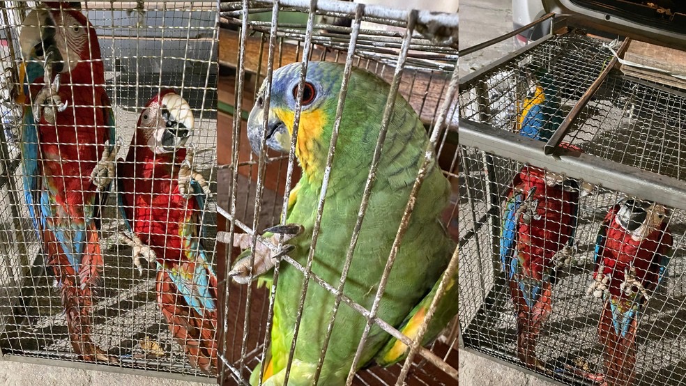 Animais silvestres são encontrados em cativeiro no interior do Pará