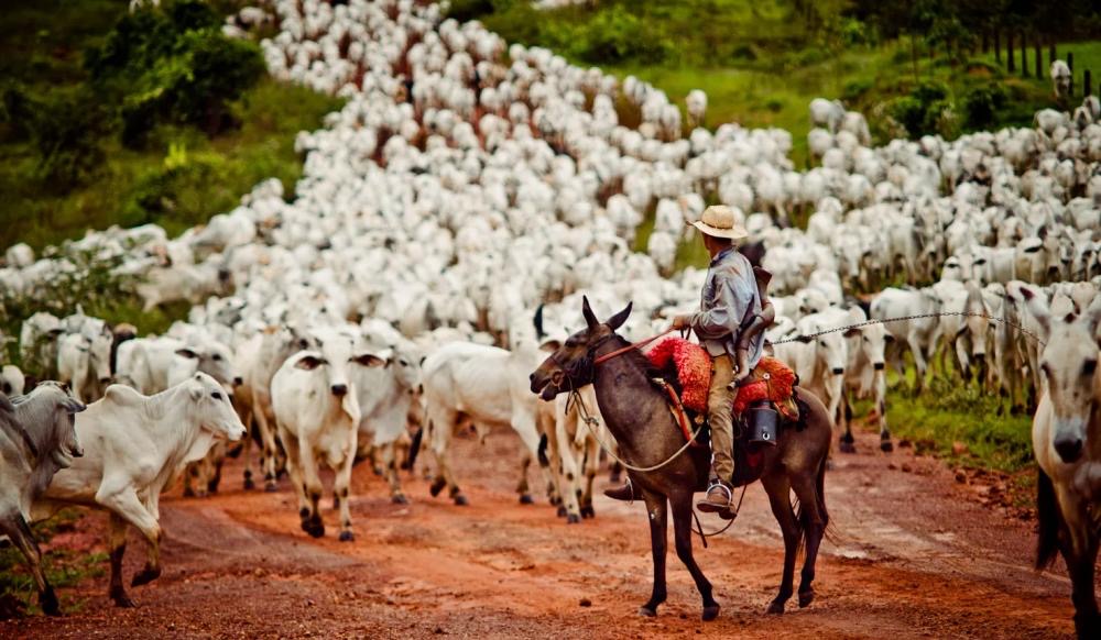 Pará contribui com 24 milhões de cabeças para recorde nacional de gado
