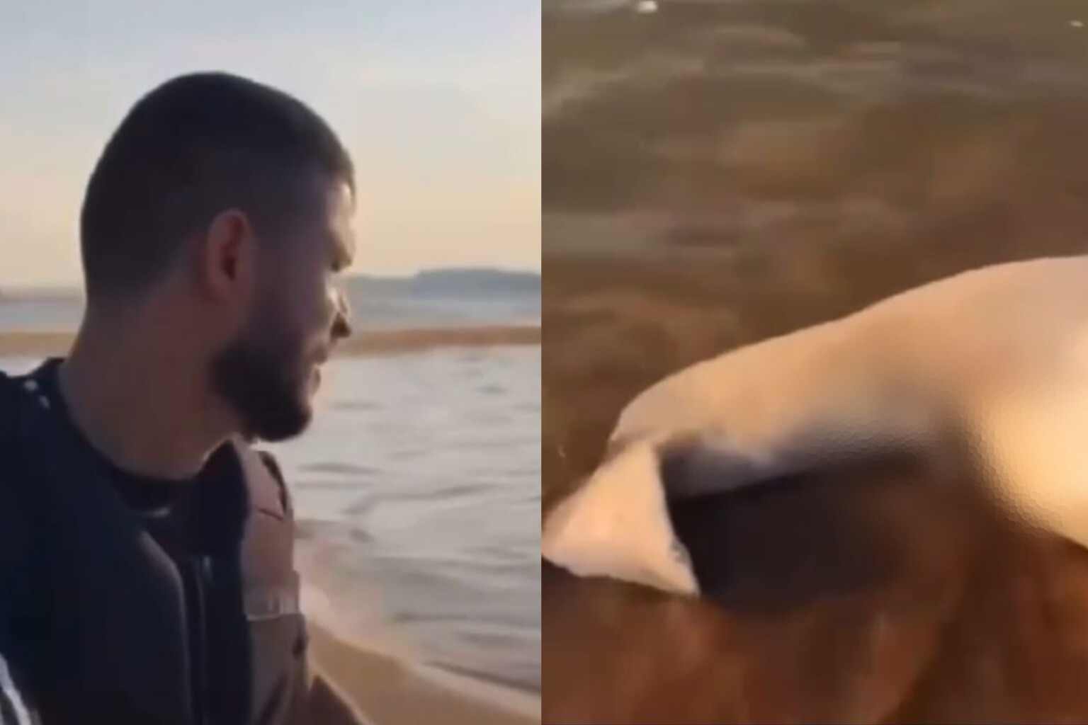 Vídeo: ameaçado de extinção, boto é encontrado morto com marcas de tiros no Pará