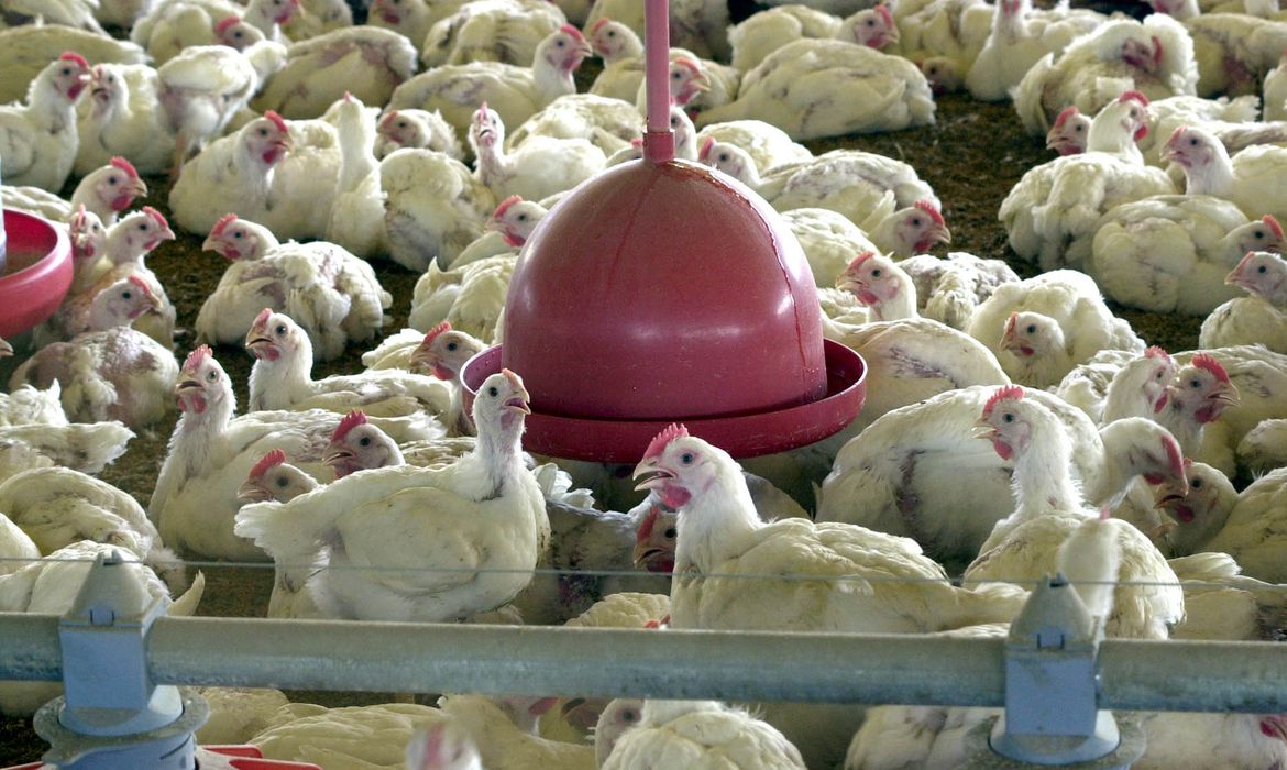 Japão suspende importação de carne de aves de MS