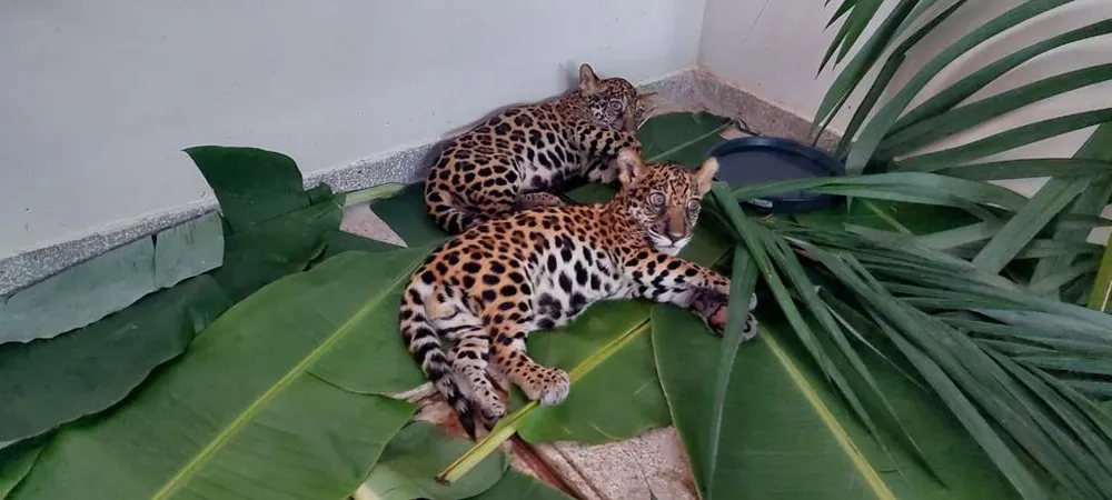 Caça ilegal deixa filhotes de onça-pintada órfãos no Pará