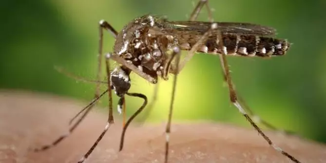 Casos de dengue caem 18,05% em um ano no Pará