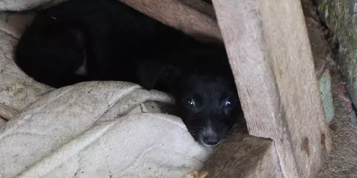 Maus-tratos a animais aumentam 6,8% no Pará em 2023
