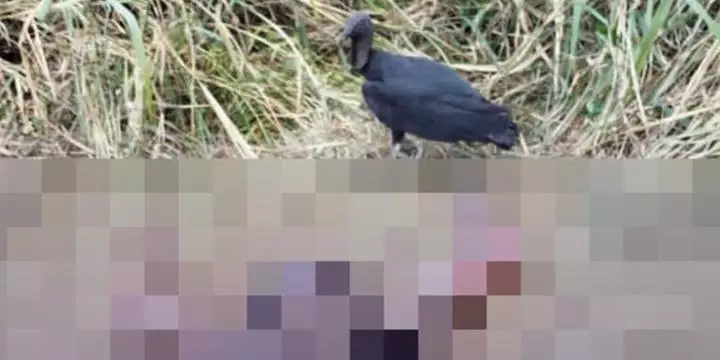 Moradores encontram corpo em estado de decomposição às margens de rodovia no Pará