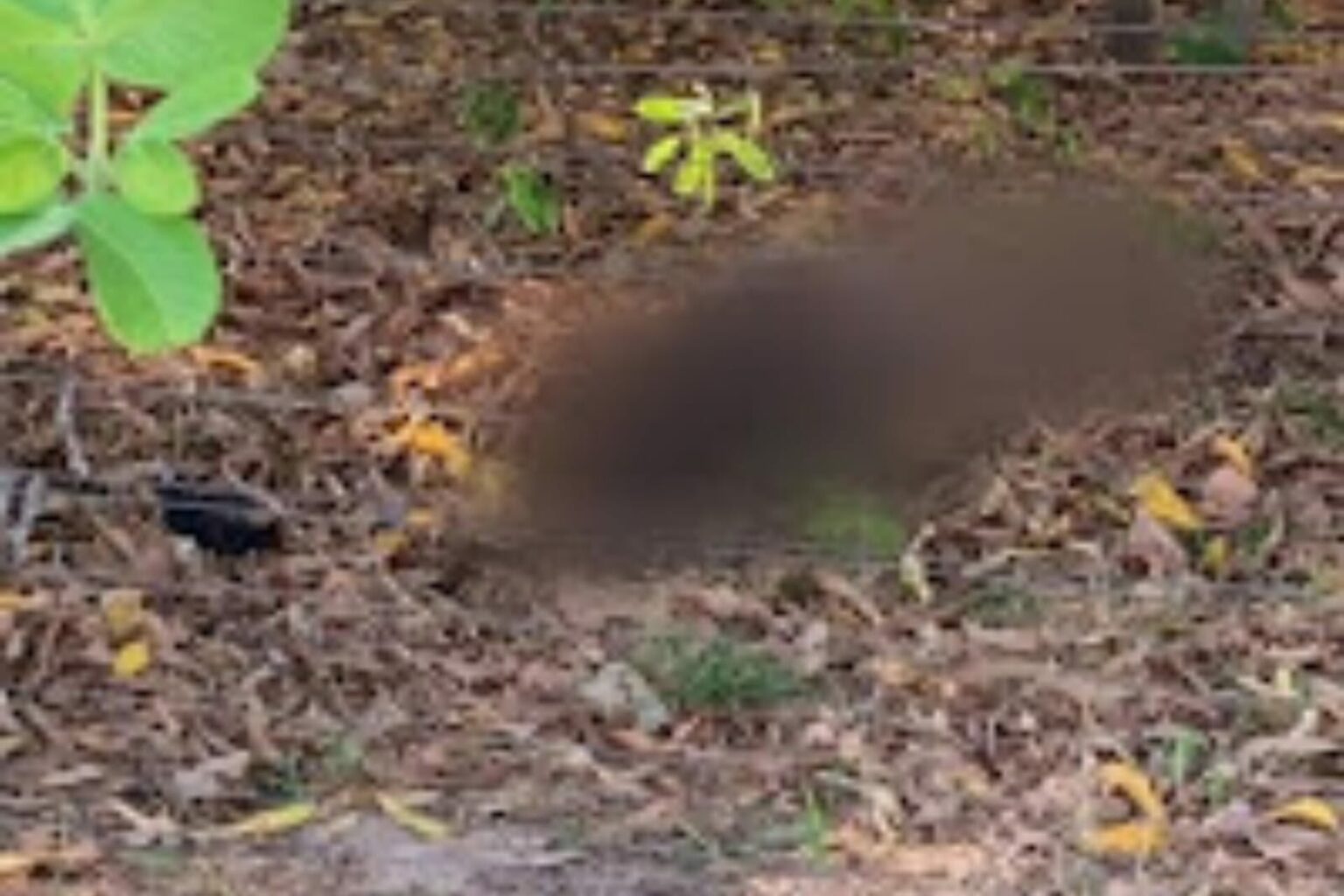 Corpo de homem é encontrado em Redenção