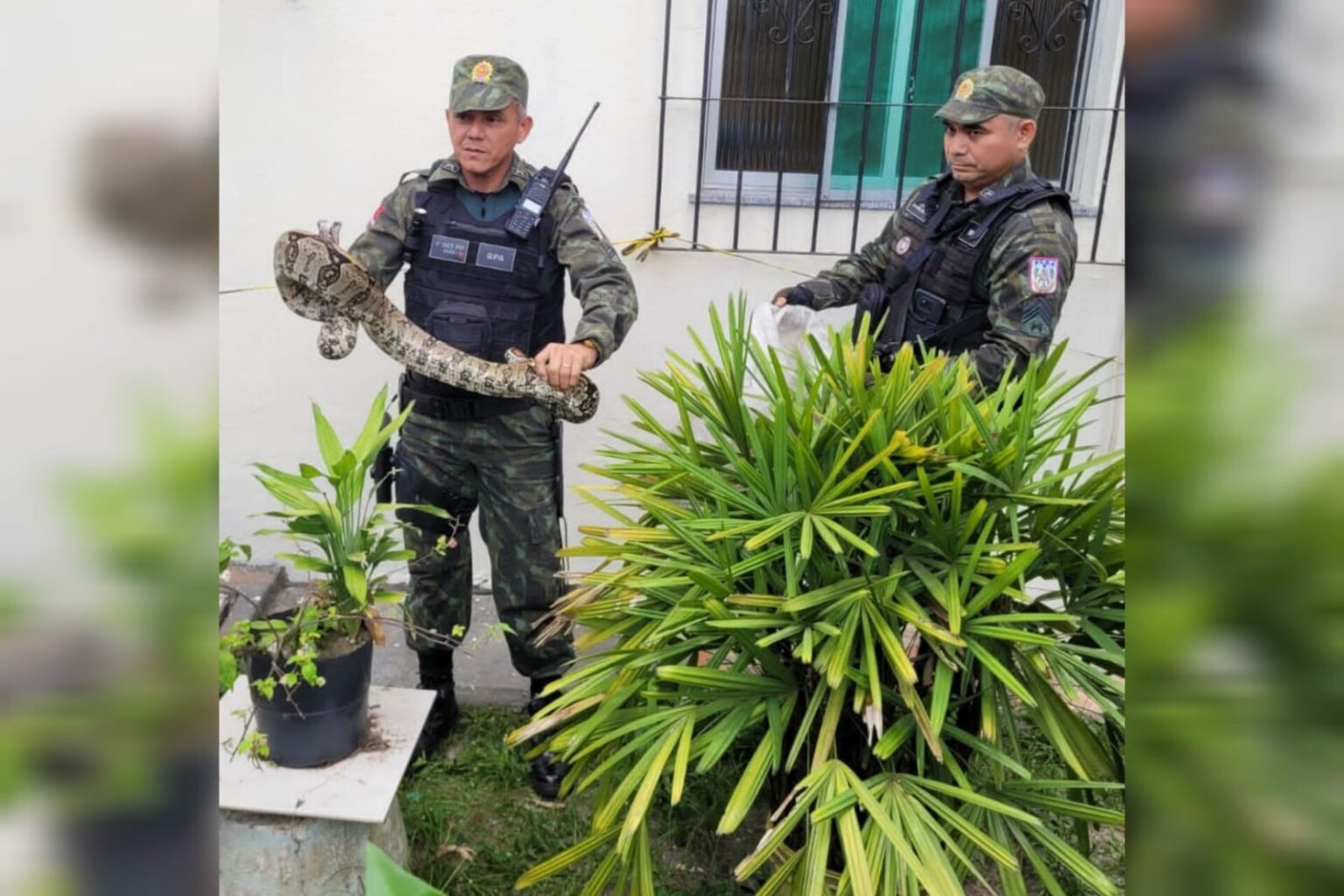 Polícia Ambiental resgata cobra em condomínio no Pará