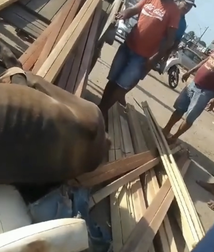 Vídeo: cavalo desaba após não suportar excesso de carga no Pará