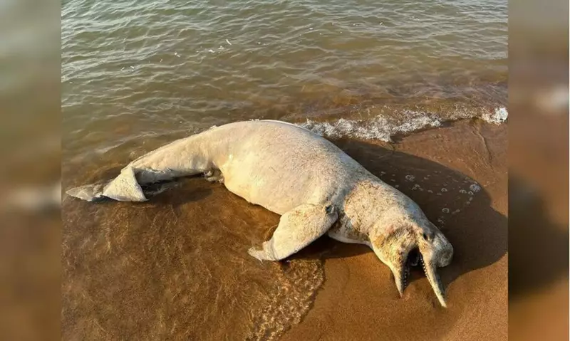 Semma investiga assassinato a tiros de boto encontrado em praia