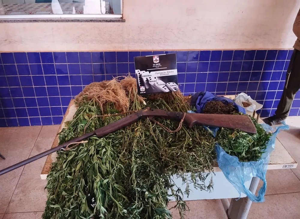 Plantação com 1.500 pés de maconha é incinerada no nordeste do Pará