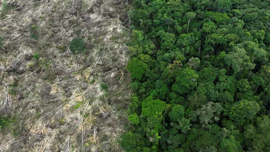 Pará continua sendo estado que mais devasta floresta, aponta Imazon