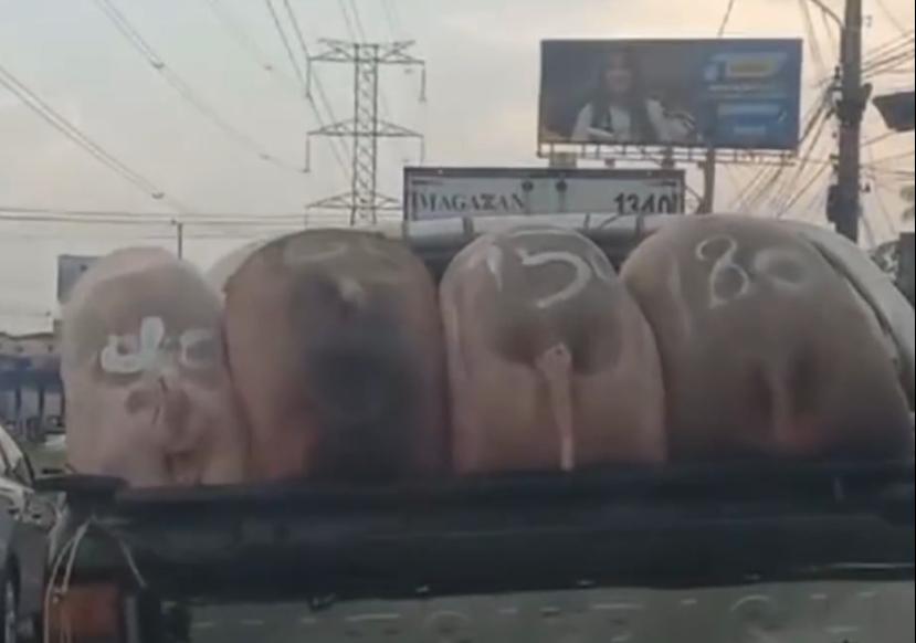 Vídeo: porco pula de carro em movimento no meio da rua no Pará