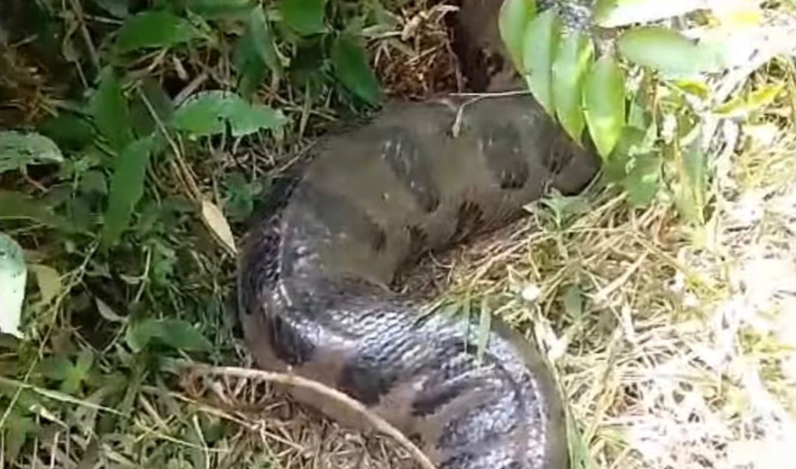 Vídeo: sucuri gigante é flagrada por moradores no nordeste do Pará