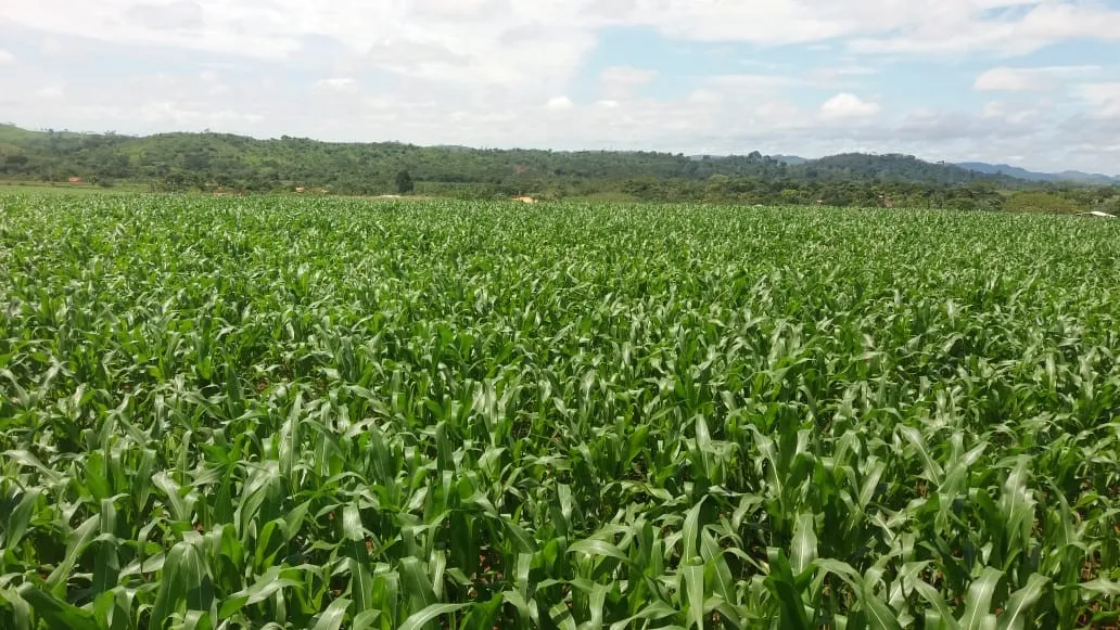 Pará avança na produção de etanol de milho