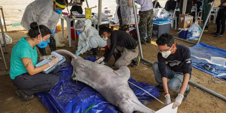 Biólogos encontram mais dez carcaças de botos em lago no Amazonas