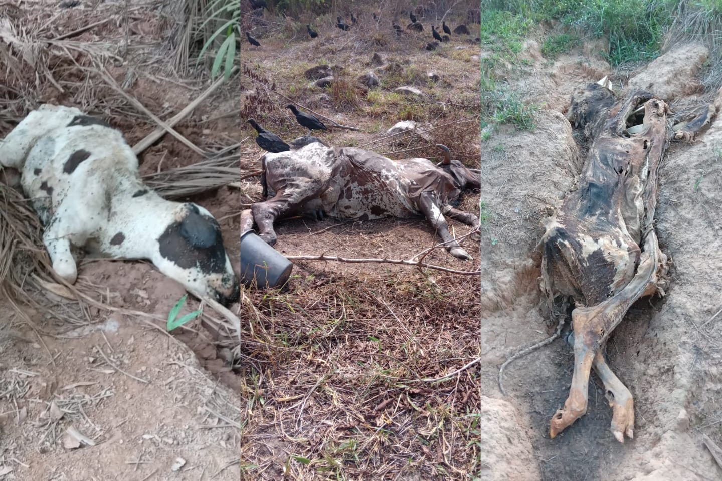 Estiagem mata gados na zona rural de Nova Ipixuna