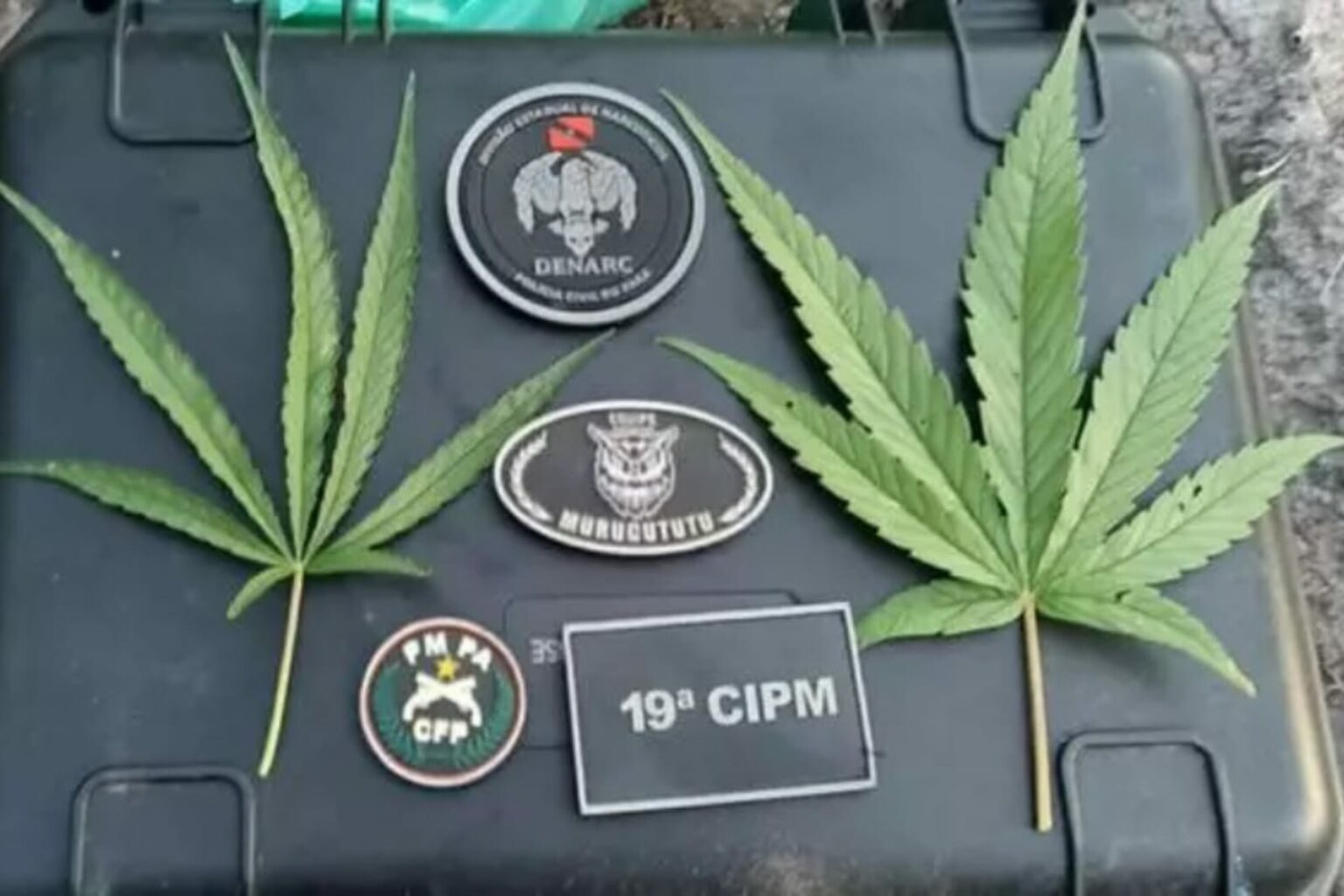 Plantação de maconha é localizada e destruída no Pará
